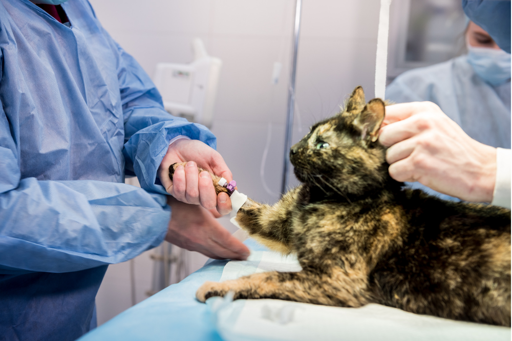 Evcil Hayvanlarda Kısırlaştırma Rehberi