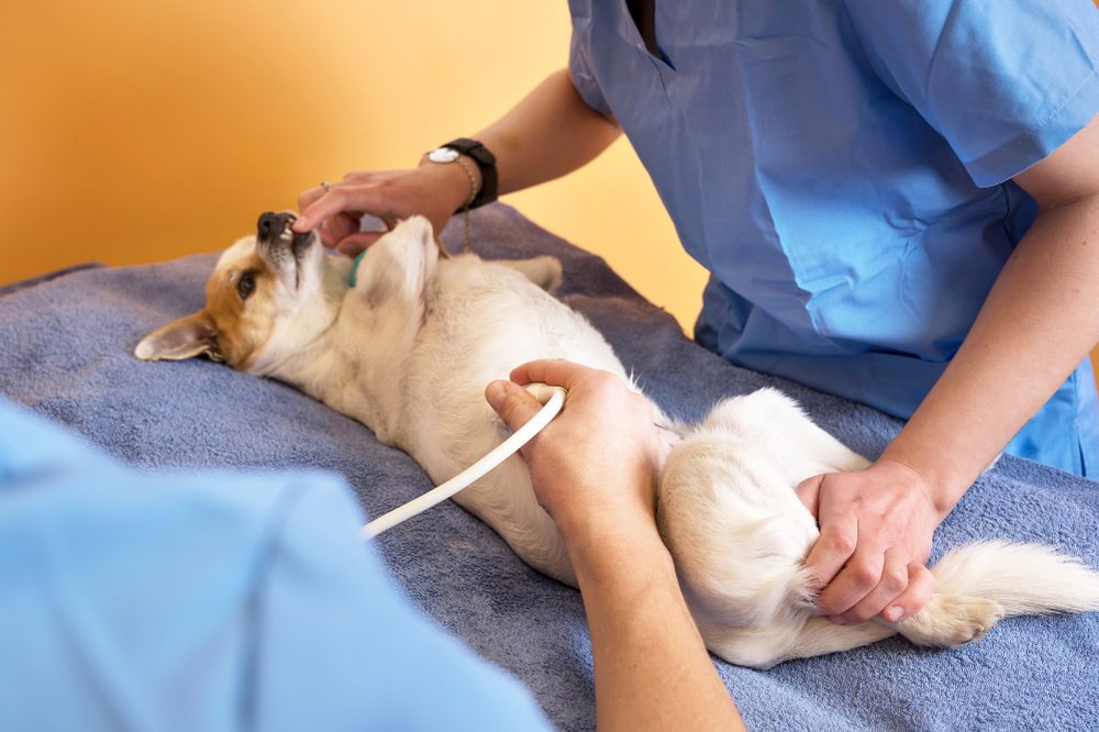 Genel Muayene ve Tanı