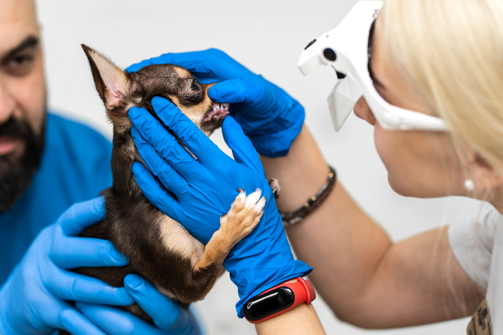 Diş Sağlığı ve Ağız Bakımı