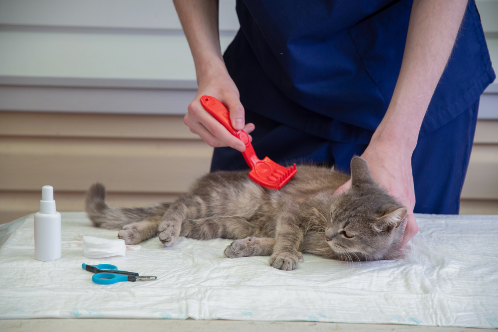 Pet Kuaför ve Bakım